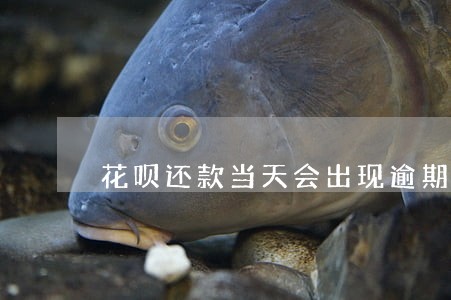 花呗还款当天会出现逾期吗 花呗还款当天会出现逾期吗