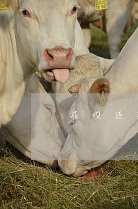 花呗还款日当天账单分期算逾期吗 花呗还款日当天账单分期算逾期吗