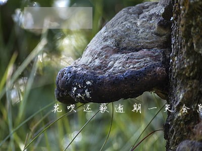 花呗还款逾期一天会怎么样 花呗还款逾期一天会怎么样