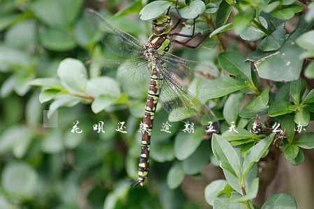 花呗还款逾期五天怎么办 花呗还款逾期五天怎么办