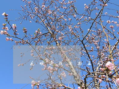 花呗还款逾期五天还 花呗还款逾期五天还
