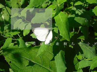 花呗还款逾期几个小时 花呗还款逾期几个小时