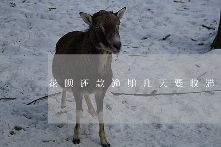 花呗还款逾期几天要收滞纳金 花呗还款逾期几天要收滞纳金
