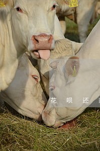 花呗还款逾期利息怎么算的 花呗还款逾期利息怎么算的