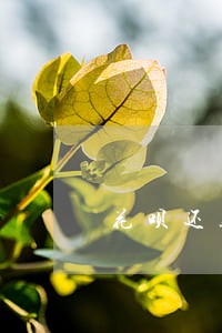 花呗还款逾期利息计算 花呗还款逾期利息计算