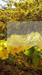 花呗还款逾期费 花呗还款逾期费