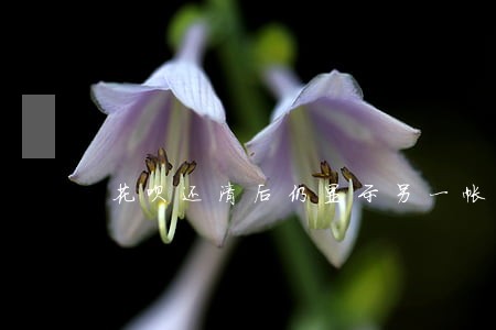 花呗还清后仍显示另一帐号已逾期