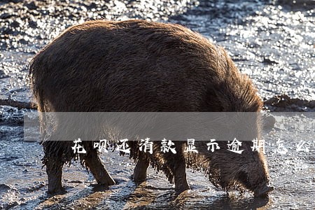 花呗还清款显示逾期怎么办 花呗还清款显示逾期怎么办
