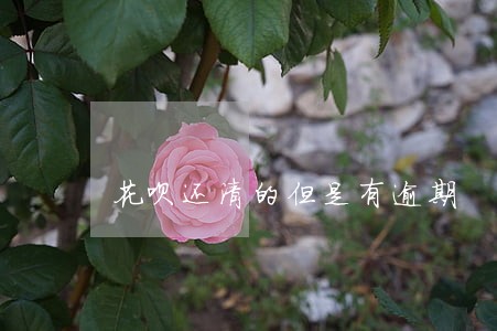花呗还清的但是有逾期