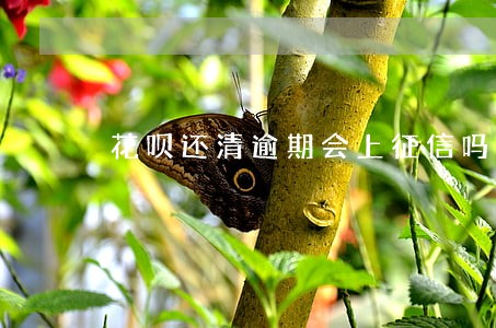 花呗还清逾期会上征信吗