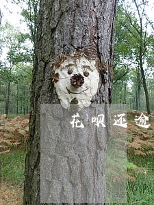 花呗还逾期着被关闭了