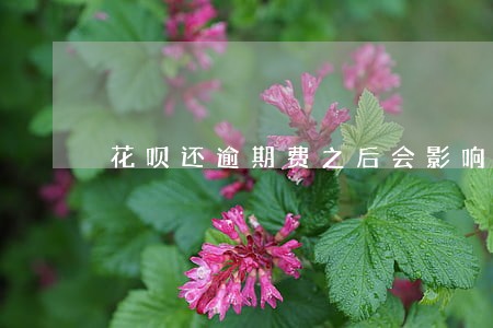 花呗还逾期费之后会影响信用值吗 花呗还逾期费之后会影响信用值吗