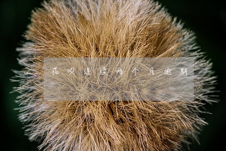 花呗连续两个月逾期