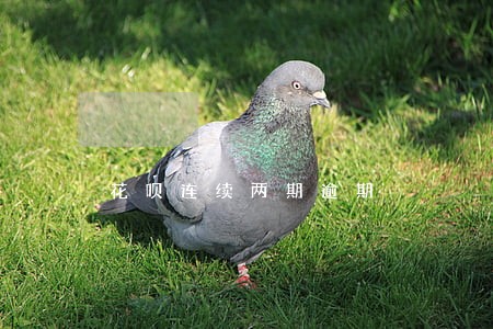 花呗连续两期逾期 花呗连续两期逾期