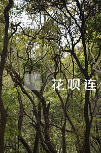 花呗连续逾期三次需要全部结清吗 花呗连续逾期三次需要全部结清吗