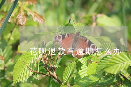 花呗退款有逾期怎么办 花呗退款有逾期怎么办