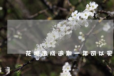 花呗造成逾期一年可以买车吗 花呗造成逾期一年可以买车吗
