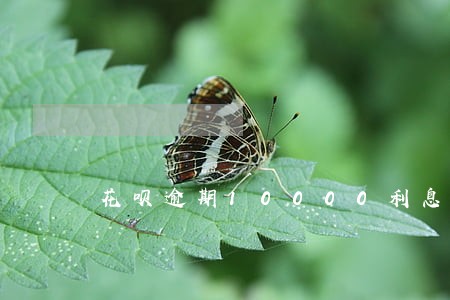 花呗逾期10000利息是多少 花呗逾期10000利息是多少