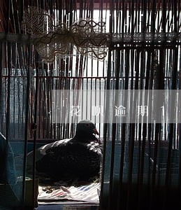 花呗逾期1000一年会上征信吗 花呗逾期1000一年会上征信吗