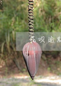 花呗逾期1000两年 花呗逾期1000两年