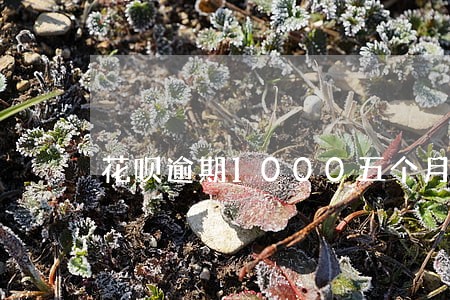 花呗逾期1000五个月 花呗逾期1000五个月