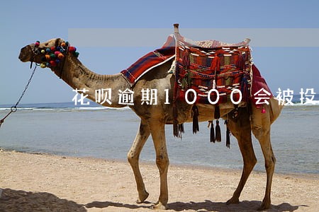 花呗逾期1000会被投诉吗 花呗逾期1000会被投诉吗