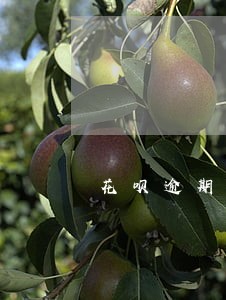 花呗逾期1000元图片12月 花呗逾期1000元图片12月