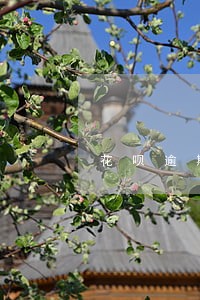 花呗逾期1000块钱会被告吗 花呗逾期1000块钱会被告吗