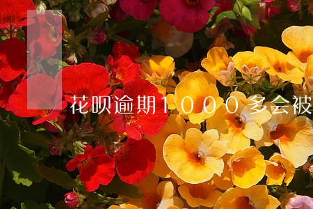 花呗逾期1000多会被上门吗 花呗逾期1000多会被上门吗