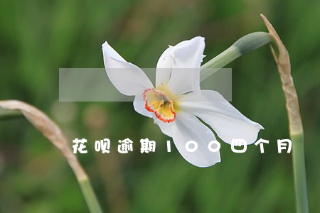 花呗逾期100四个月 花呗逾期100四个月