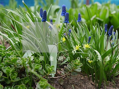 花呗逾期100天多久能恢复 花呗逾期100天多久能恢复