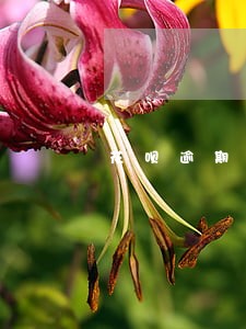 花呗逾期10个小时有影响吗 花呗逾期10个小时有影响吗
