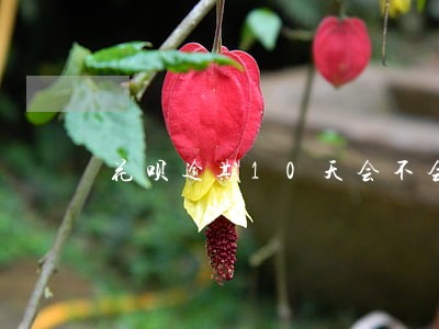 花呗逾期10天会不会上征信 花呗逾期10天会不会上征信