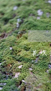 花呗逾期10天会不给用吗 花呗逾期10天会不给用吗