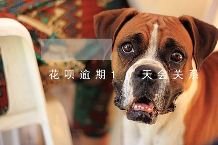 花呗逾期10天会关系 花呗逾期10天会关系