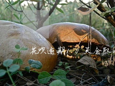 花呗逾期10天会取消吗 花呗逾期10天会取消吗