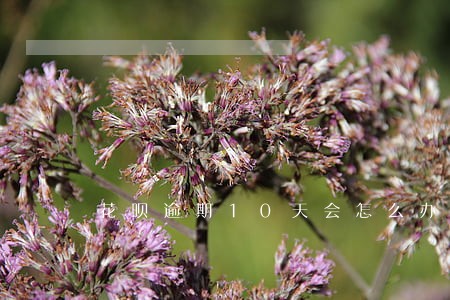 花呗逾期10天会怎么办 花呗逾期10天会怎么办