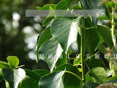 花呗逾期10天催收让6点还 花呗逾期10天催收让6点还