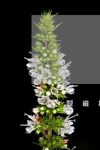 花呗逾期10天后还清没什么事吧 花呗逾期10天后还清没什么事吧