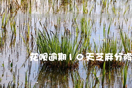 花呗逾期10天芝麻分降多少 花呗逾期10天芝麻分降多少