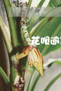 花呗逾期10天轰炸通讯录吗 花呗逾期10天轰炸通讯录吗
