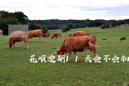 花呗逾期11天会不会扣个人信用 花呗逾期11天会不会扣个人信用