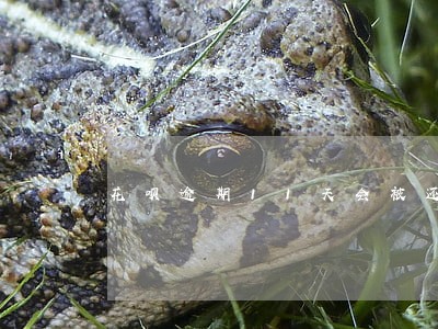 花呗逾期11天会被还全款 花呗逾期11天会被还全款