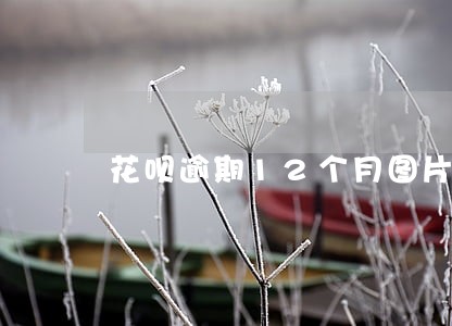 花呗逾期12个月图片 花呗逾期12个月图片