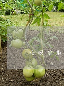 花呗逾期12天会不会上征信 花呗逾期12天会不会上征信