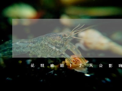花呗逾期12天会影响 花呗逾期12天会影响