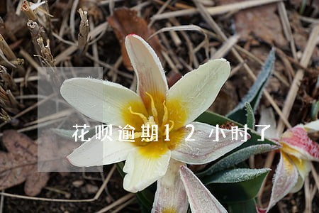 花呗逾期12小时了 花呗逾期12小时了