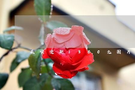 花呗逾期1300元图片 花呗逾期1300元图片