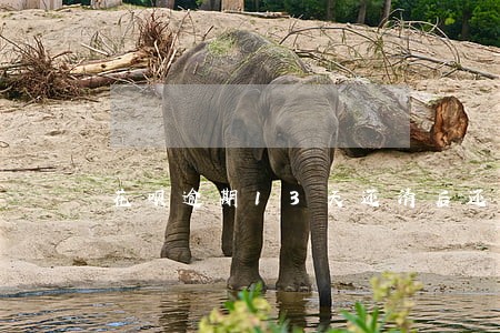 花呗逾期13天还清后还能用吗 花呗逾期13天还清后还能用吗