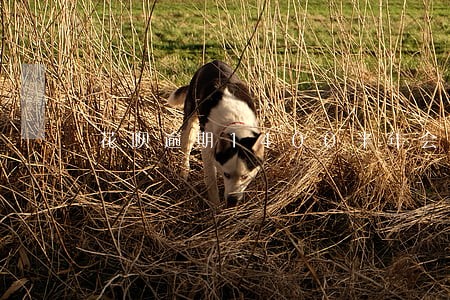 花呗逾期1400半年会怎么样
